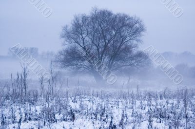 winter fog