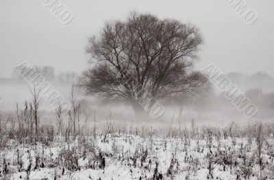 winter fog