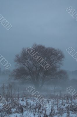 winter fog