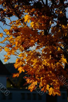 autumn foliage