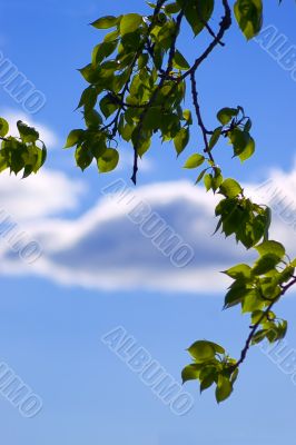 Foliage over the sky