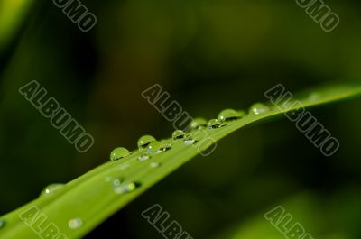 rain drops