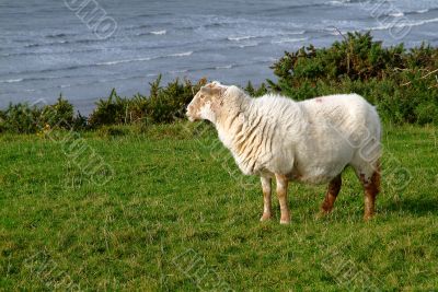 a sheep on green