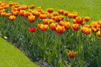 Tulips