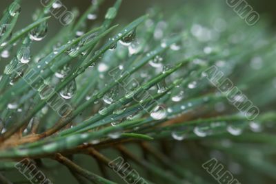 rain drops