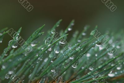 rain drops