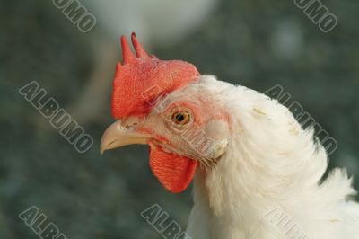 chicken