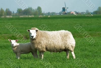 sheep and lamb