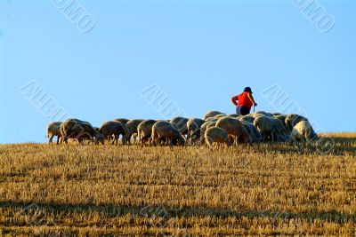 sheepherd sheepherd