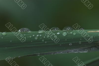 rain drops