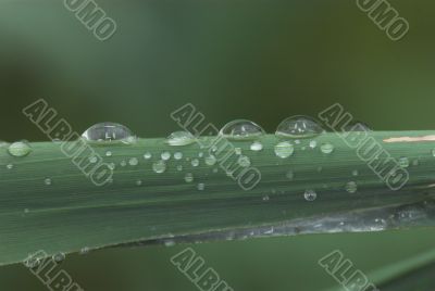 rain drops