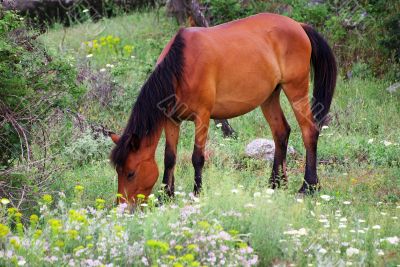 Horse in a meadow Horse in a meadow