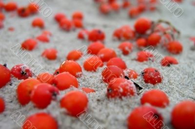 Berries in the Sand
