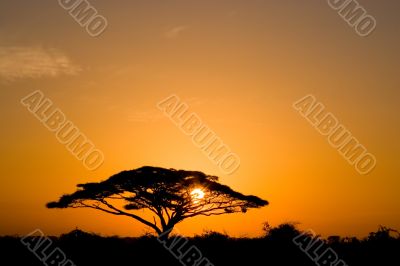 Acacia Tree at Sunrise