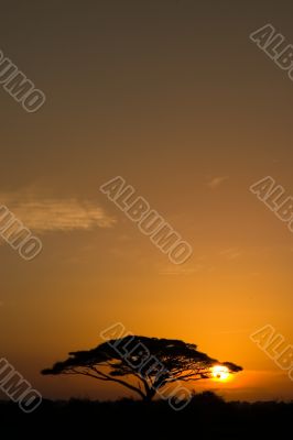 Acacia Tree at Sunrise