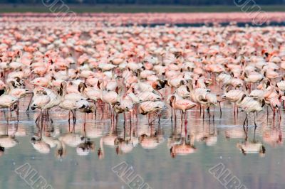 Flamingos