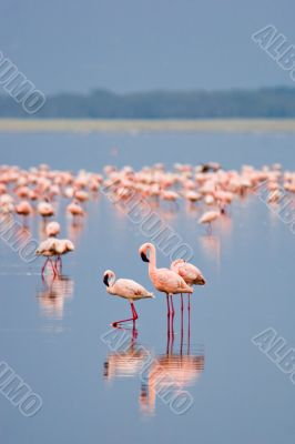 Flamingos