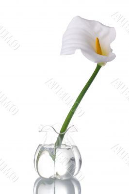 White Calla Lilly