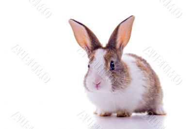 Cute Bunny Cute Bunny