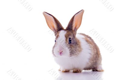 Cute Bunny