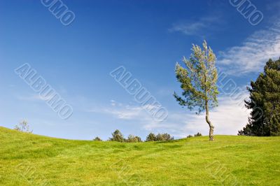 Tree in green field