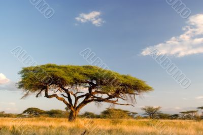 African Landscape