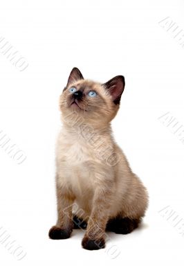 Baby Siamese Kitten