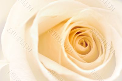 White Rose
