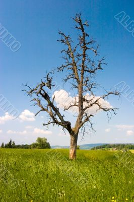 Lonely Tree
