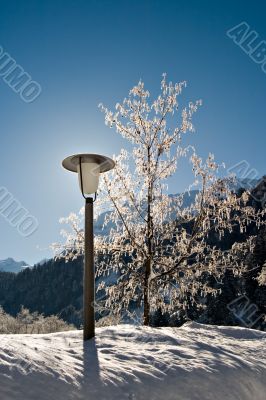 Lamp Post and Tree
