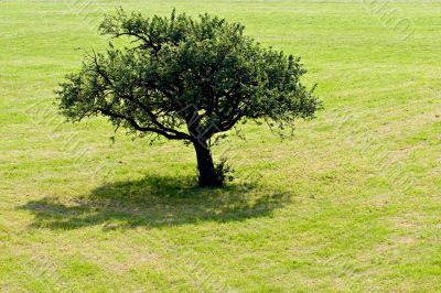 Tree on grassland