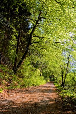 Path on Woods