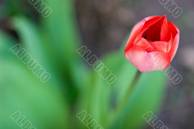 Red Tulip