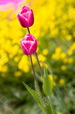 Tulips