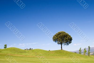 Tree on Golf Field