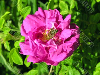 pinkrose and bee