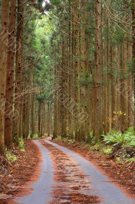 Forest autumn path