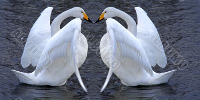 Swan couple romance