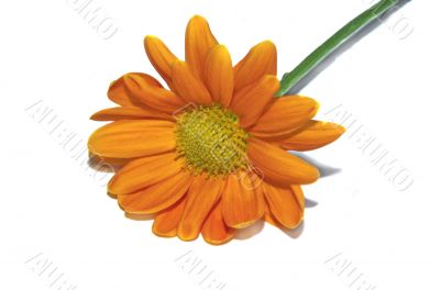 orange daisy