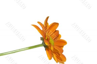 orange daisy