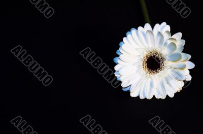 daisy on black
