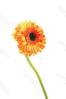 orange daisy
