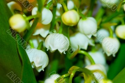 lily of the valley