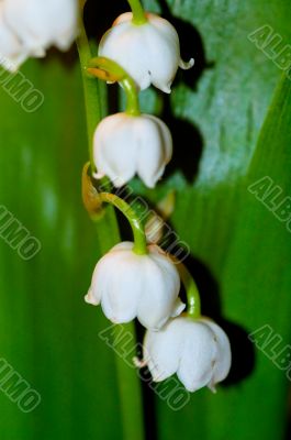 lily of the valley