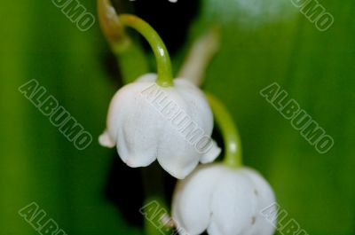 lily of the valley