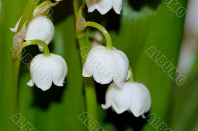 lily of the valley