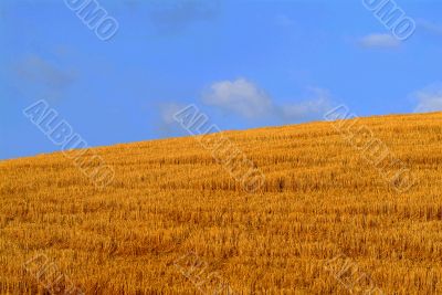 cornfield