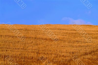 cornfield