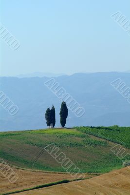 cypresses cypresses