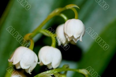 lily of the valley